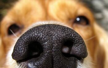 New Study Reveals Dogs Can Sniff Out Neurodegenerative Diseases