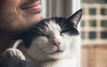 New Study Reveals More About How Cats Purr