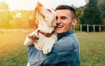 New Study Shows Dogs Cry Emotional Tears When Reunited With Owners