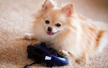 New Video Game for Dogs Could Reveal Early Signs of Canine Dementia