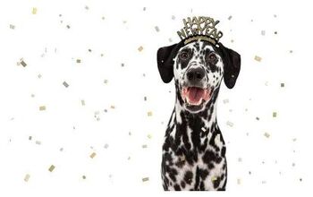 New Year’s Essentials For Pups Who Like To Paw-ty!