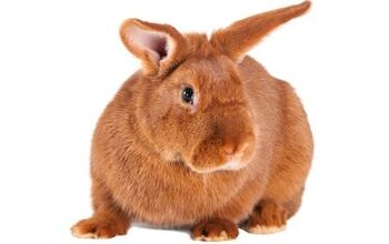 New Zealand Red Rabbit