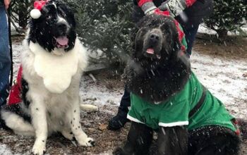 Newfies Bring The Christmas Spirit (and Trees!) on Pennsylvania Farm