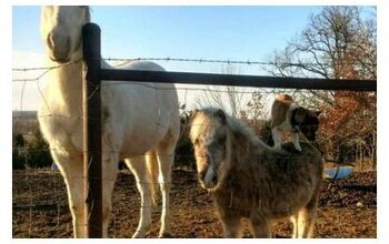 No One-Trick For This Pony-Riding Dog! [Video]