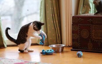 NoBowl Feeding System Lets Your Cat Play With His Food