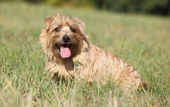 Norfolk Terrier