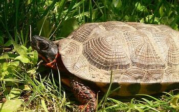 North American Wood Turtle