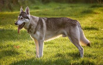 Northern Inuit Dog