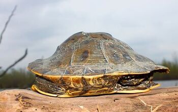 Northern Map Turtle