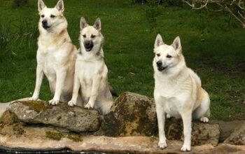 Norwegian Buhund