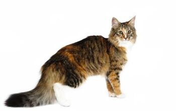 Norwegian Forest Cat