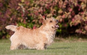 Norwich Terrier