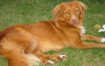 Nova Scotia Duck Tolling Retriever