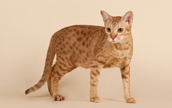 Ocicat