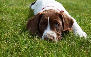 Old Danish Pointer