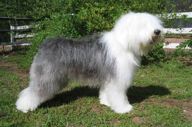 old english sheepdog