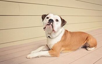 Olde English Bulldogge