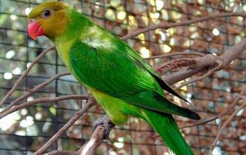 Olive Headed Lorikeet