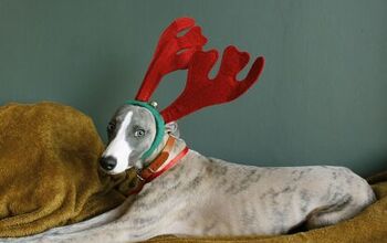 Once-Abused Dog Celebrates First Christmas With Vet Who Saved Him