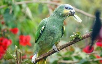 Orange Winged Amazon