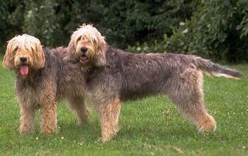 Otterhound