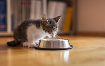 Our Picks for the Best Organic Cat Foods