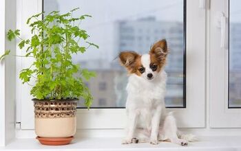 Outdoor And Indoor Plants: Poisonous Plants For Dogs