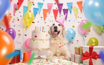 Owners Tell Why They Spend Hundreds of Dollars on Dogs’ B-Day Partie