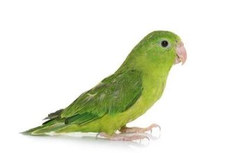 Pacific Parrotlet