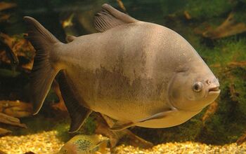 Pacu