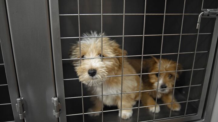 pairing shelter dogs reduces stress and helps them get adopted, Romanchini Shutterstock