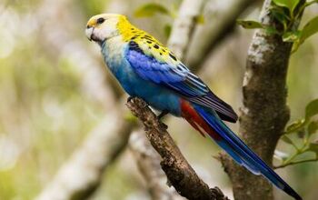 Pale Headed Rosella