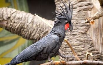 Palm Cockatoo