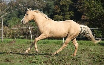 Palomino Horse