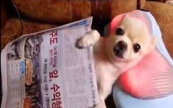 Pampered Chihuahua Chills Out While Getting A Head Massage [Video]