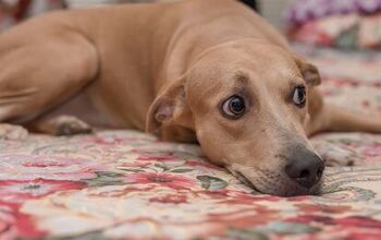 Pandemic Pups Are Now Filling the Shelters