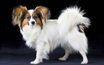 Papillon