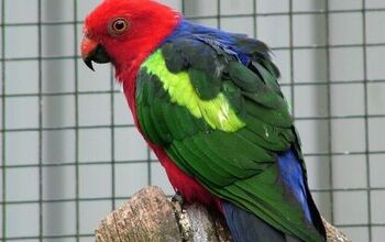 Papuan King Parrot