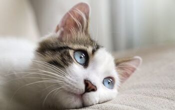 Paralysis in Cats: Causes and Treatments