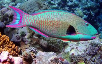 Parrotfish