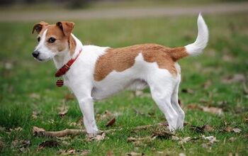 Parson Russell Terrier