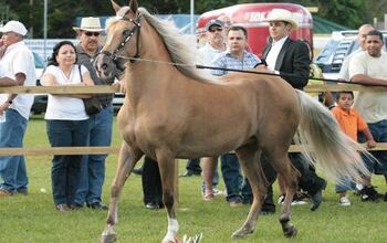 Paso Fino Horse