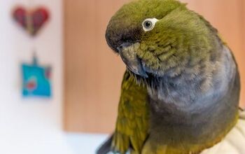 Patagonian Conure