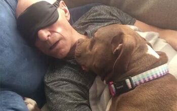 Patrick Stewart’s Love Affair With A Beautiful Foster Pittie Named G