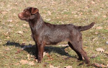 Patterdale Terrier