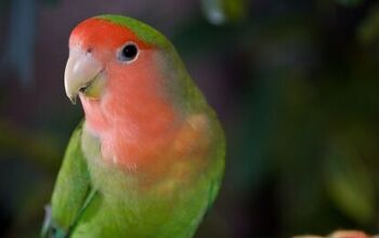 Peach Faced Lovebird