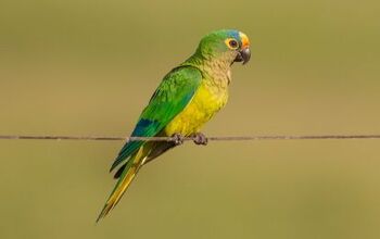 Peach Fronted Conure