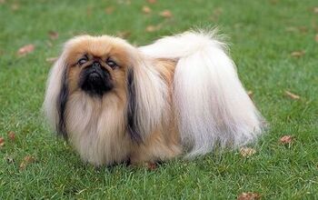 Pekingese