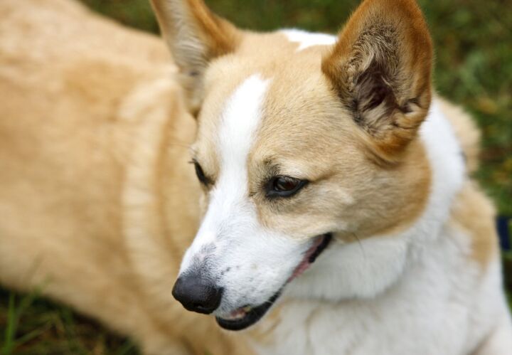 pembroke welsh corgi