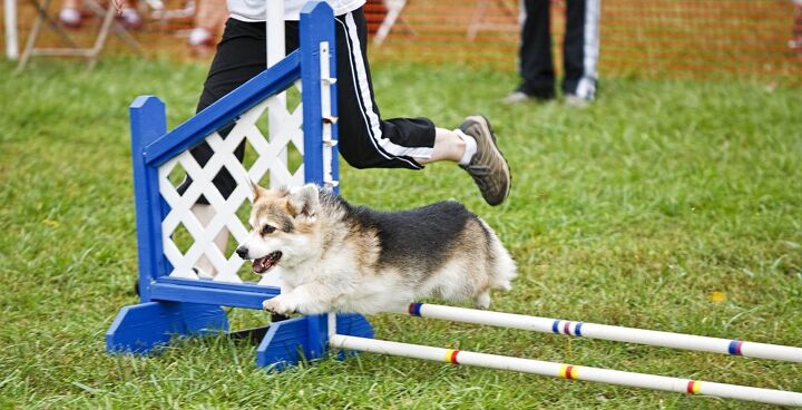 pembroke welsh corgi